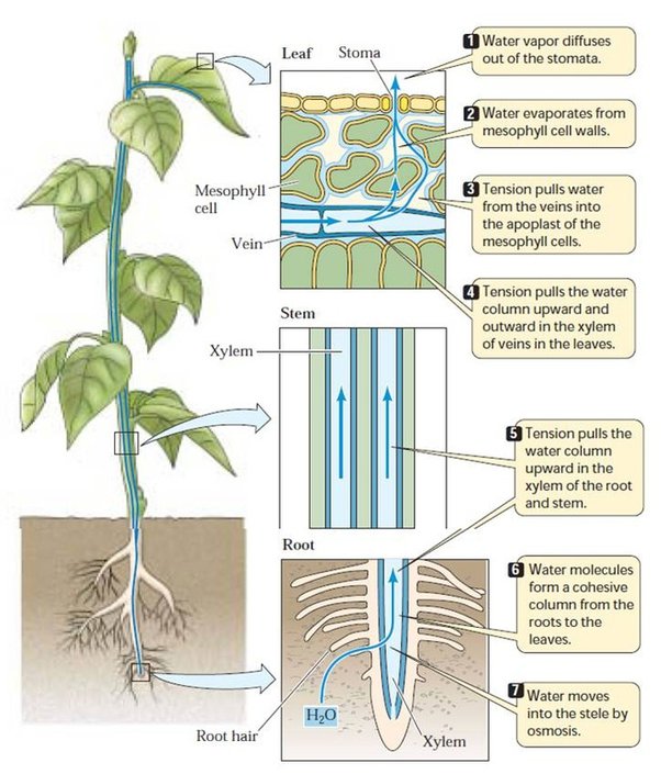 What is Transpiration pull