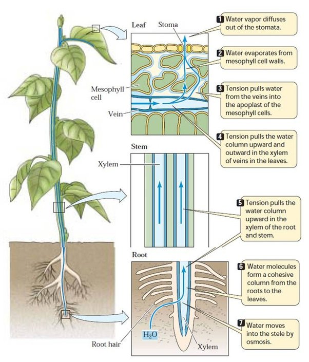 What Is Transpirational Pull Class 10 Cbse