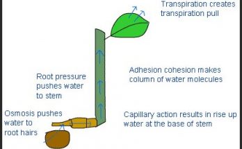 What is Transpiration Pull ?