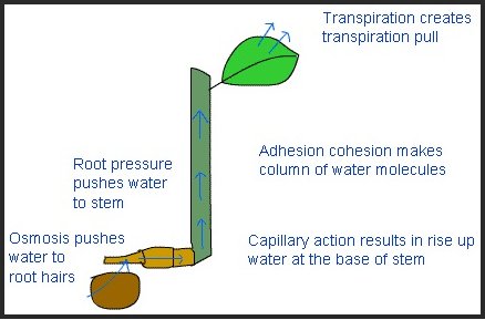 What is Transpiration Pull ?