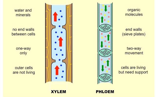 Components of Transport System in Highly Organised Plants class 10