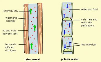 What are the Differences between the Transport of Materials in Xylem and Phloem- class 10
