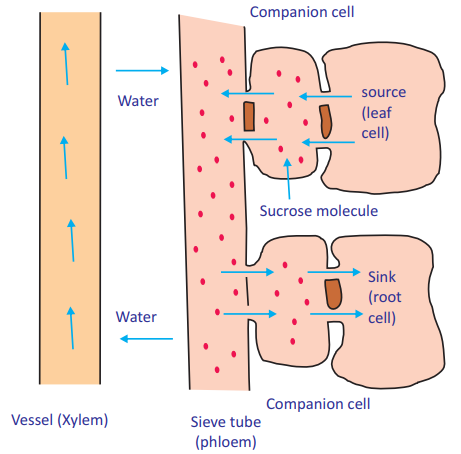 What are the Differences between the Transport of Materials in Xylem ...