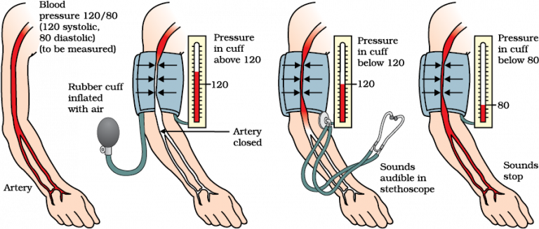 blood-pressure-for-class-10th-cbse-class-notes-online-classnotes123