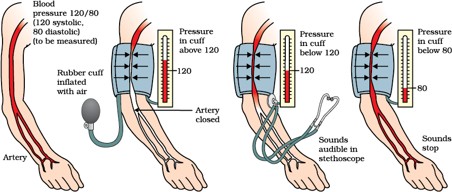 Blood Pressure For Class 10th CBSE Class Notes Online Classnotes123