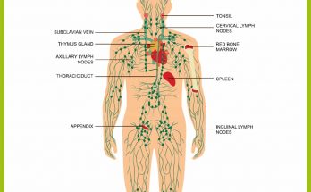 Lymphatic system for class 10