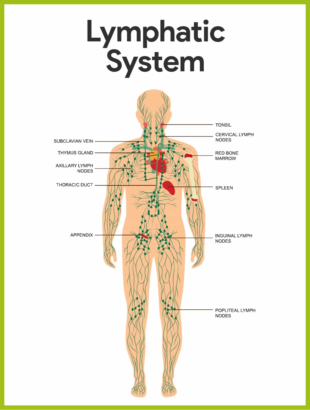 What Is Lymphatic System Class 10