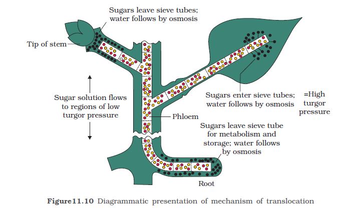 What Is Translocation Explain