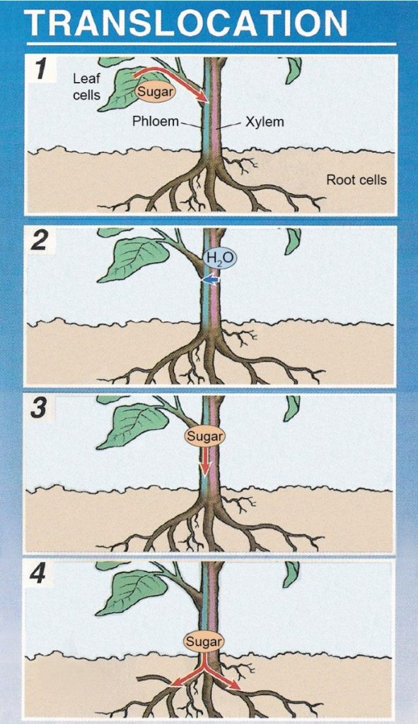 4 Steps of Translocation in Plants 