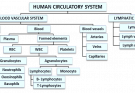 Components of Transport System in Human Beings