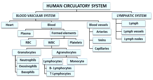 what-are-the-components-of-transport-system-in-human-beings-what-are