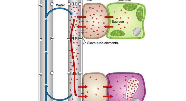 how-is-food-transported-in-plants-class-10-cbse-class-notes-online