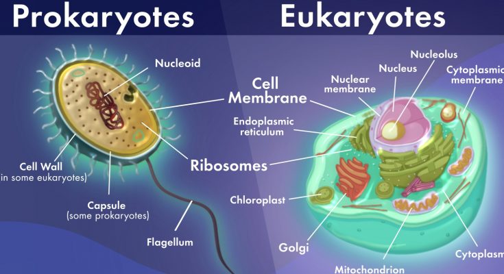 16 Important Differences between Prokaryotic and Eukaryotic cell