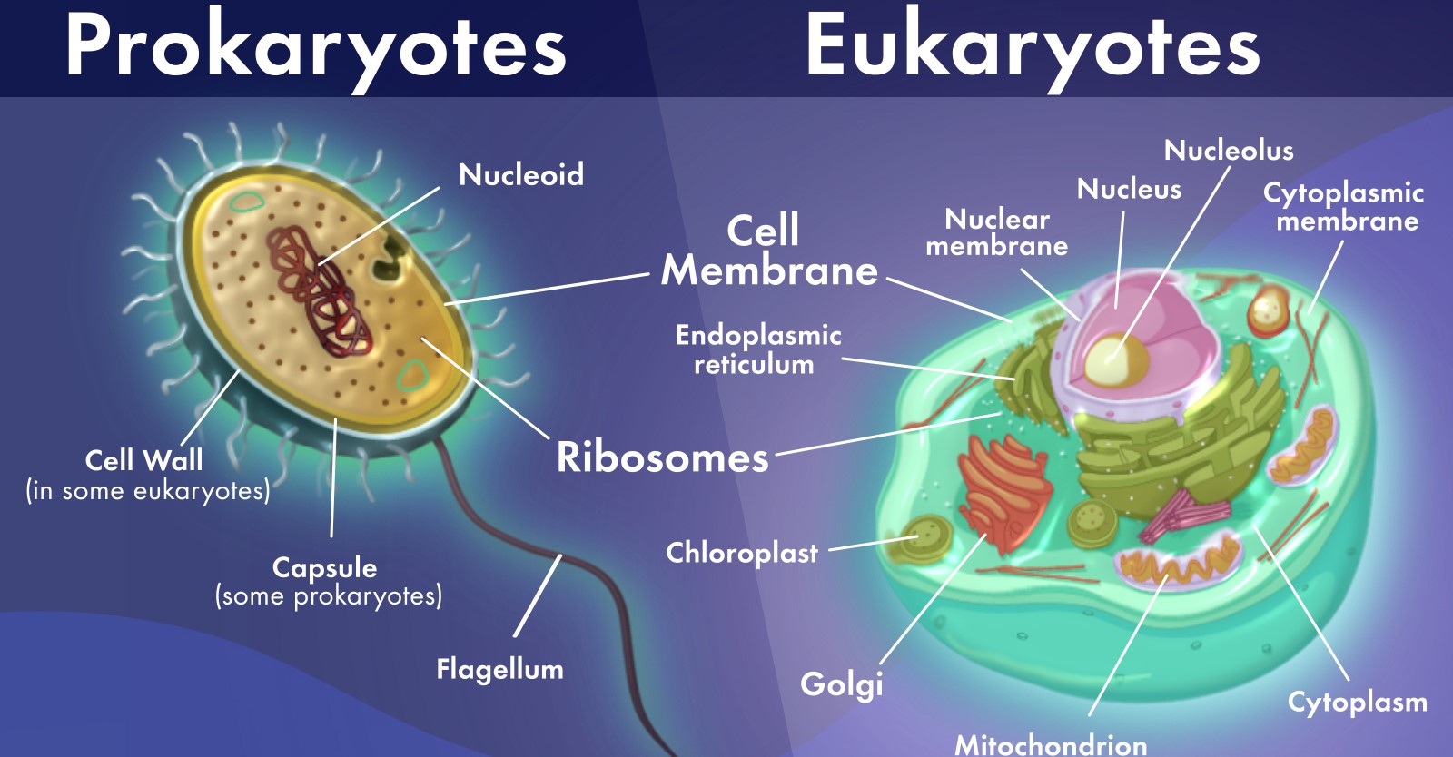 Important Differences Between Prokaryotic And Eukaryotic Cell Cbse Class Notes Online