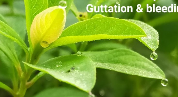5 Differences between Guttation and Bleeding