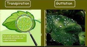 15 Important Differences Between Transpiration and Guttation