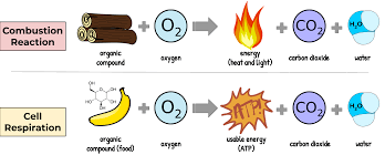 Difference between Respiration and Combustion (Burning)