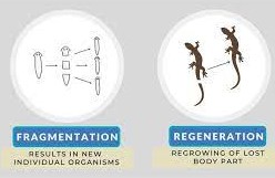 Differences between Fragmentation and Regeneration
