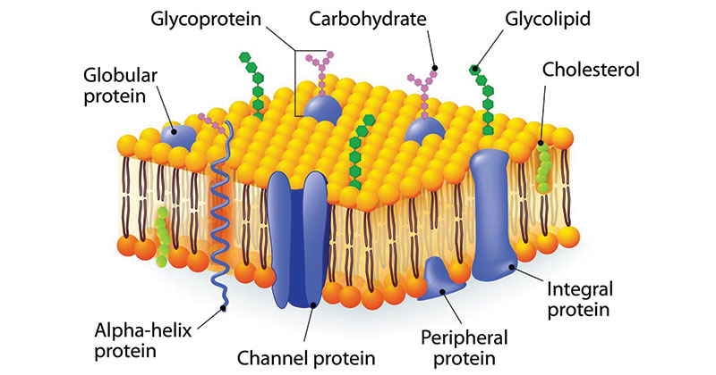 6-important-functions-of-plasma-membrane-class-9-cbse-class-notes