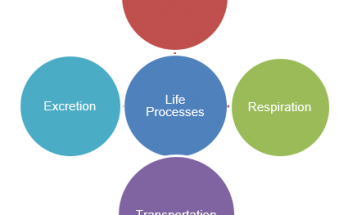 4 Basic Processes that are Essential for maintaining life