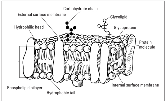 Simple Cell Membrane e (Plasma membrane or Cytoplasmic membrane) Diagram