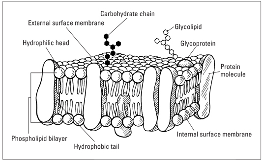 Simple Cell Membrane Diagram