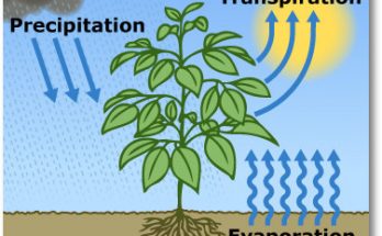 14 Important Differences between Transpiration and Evaporation