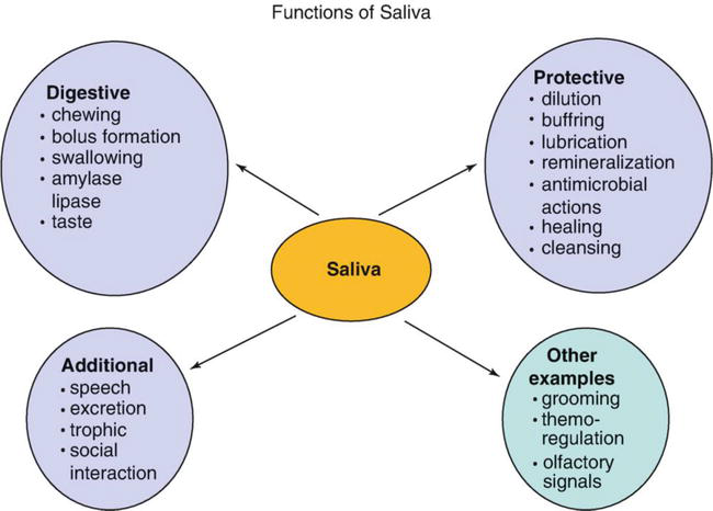 What is the role of Saliva in the Digestion of Food? - class 10