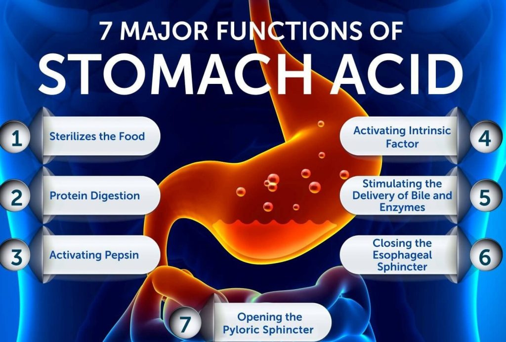 What is the role of Acid in our Stomach? class 10 th