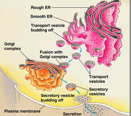 11 Important Functions of Endoplasmic Reticulum explained with diagram for class 9