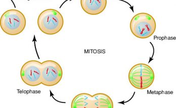 write the significance of mitosis