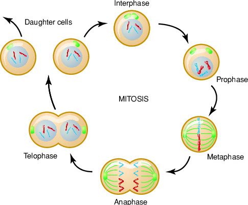 write the significance of mitosis -