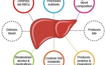 15 IMPORTANT FUNCTIONS OF THE LIVER for class 10th 11ht