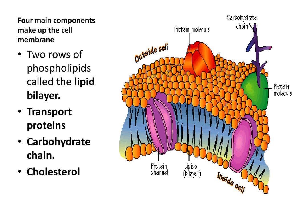 Plasma membrane is made up of which two Components?