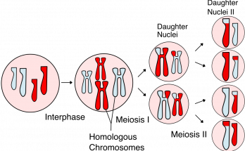 5 Important Significance of Meiosis