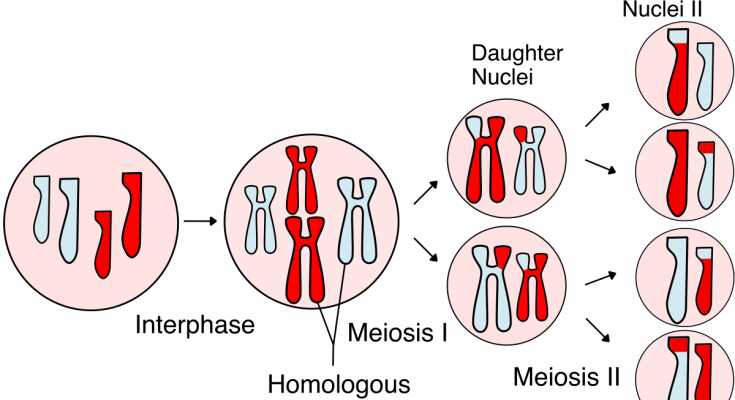 5 Important Significance of Meiosis