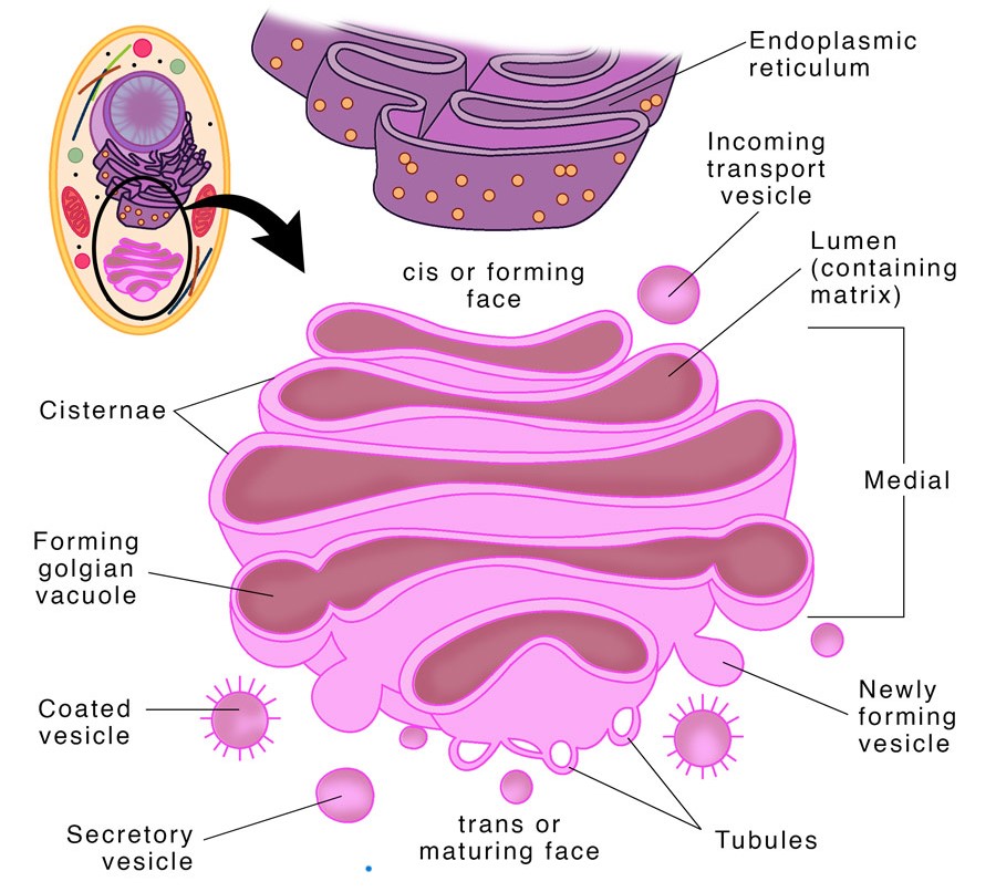 7-important-functions-of-golgi-apparatus-class-9-cbse-class-notes