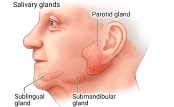 9 Important Functions of Salivary Glands for class 10