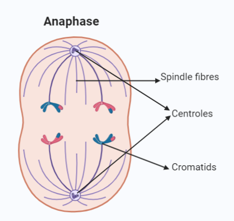 Mitosis Stages with Labeled Diagram- Anaphase