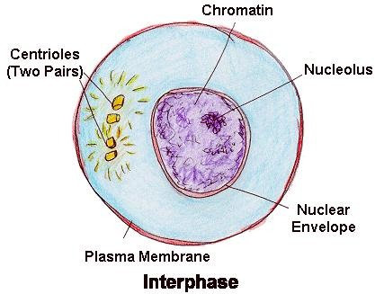With the help of Suitable Diagram Describe the Cell Cycle- Interphase Diagram