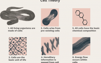 Cell Theory - Definition , History, Principles, Scientists , importance explained with example