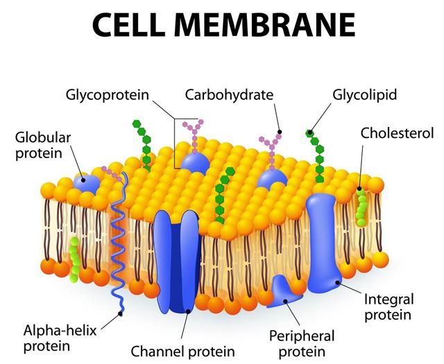 What Are The Main Function Of Plasma Membrane