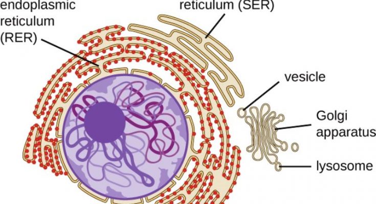 Endoplasmic Reticulum Class 9