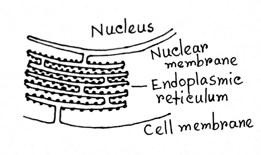 Endoplasmic Reticulum Class 9 - Definition , Location , Structure , 2 Types and Functions