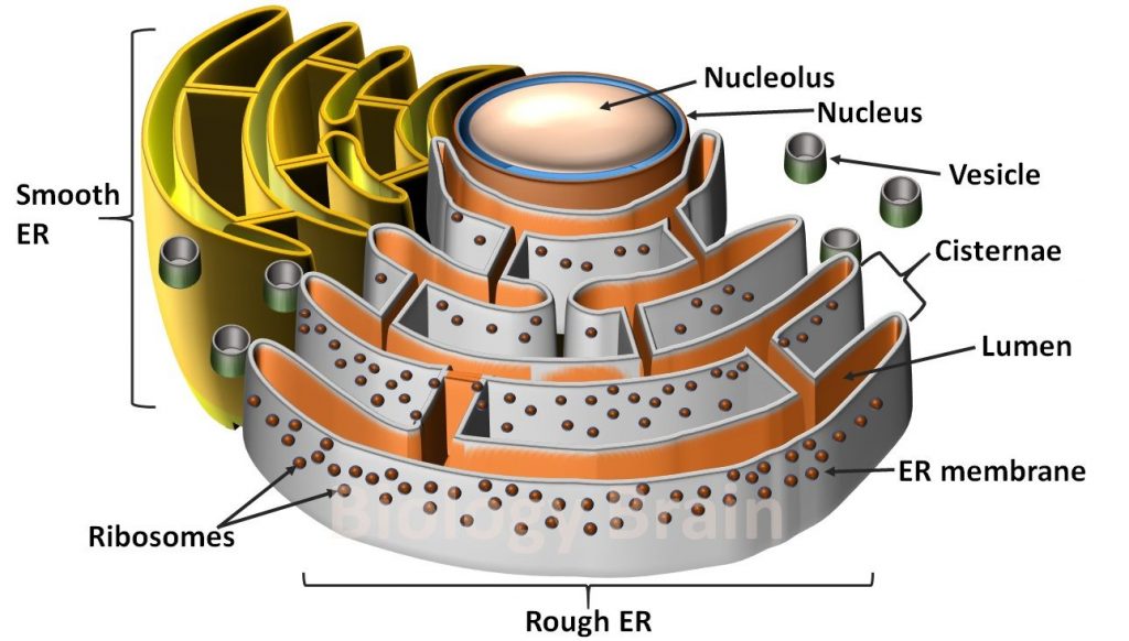 endoplasmic-reticulum-class-9-definition-location-structure-2