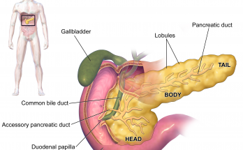 9 Important Function of Pancreas for Class 10