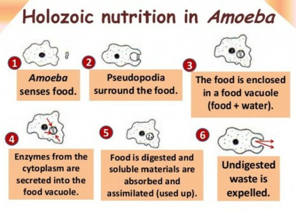 Holozoic Nutrition Example