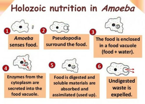 What Is Holozoic Nutrition A Comprehensive Exploration The Social Skills
