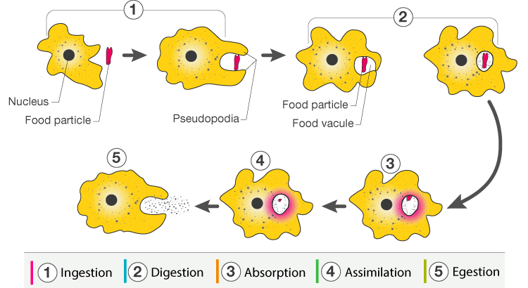 holozoic-nutrition-example-cbse-class-notes-online-classnotes123