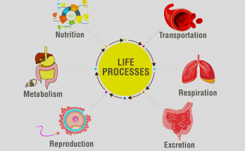 Life Processes Class 10 bio Notes
